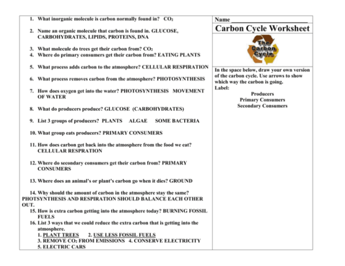 Analyzing graphics the carbon cycle answer key pdf