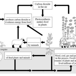 Analyzing graphics the carbon cycle answer key pdf