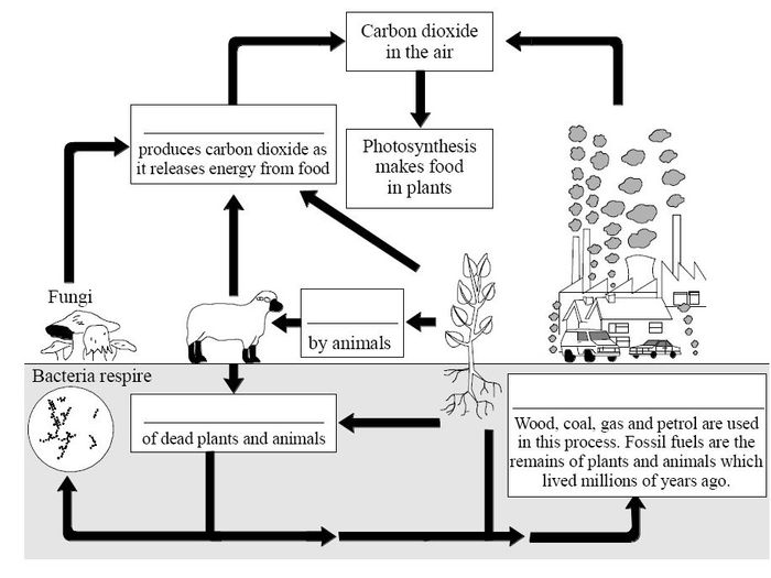 Analyzing graphics the carbon cycle answer key pdf